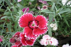 Dianthus plumarius